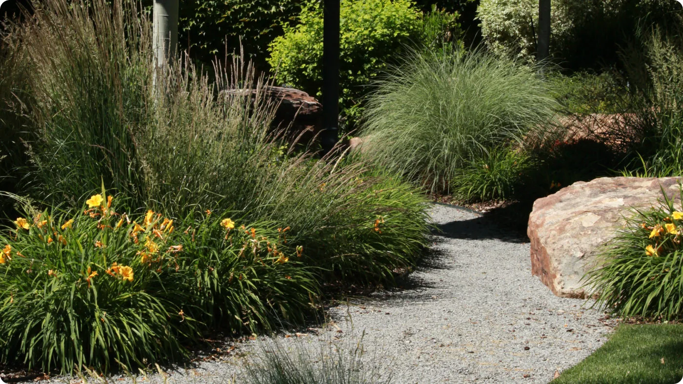 picture of path with trees and shrubs