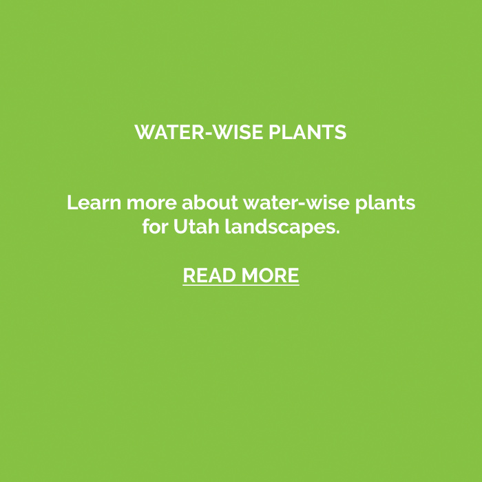 water-wise-plants