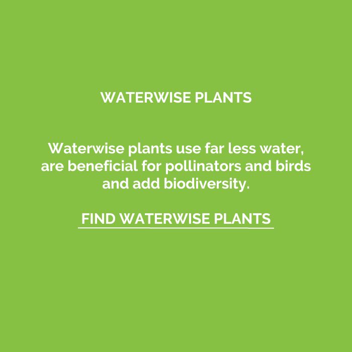 waterwise-plants